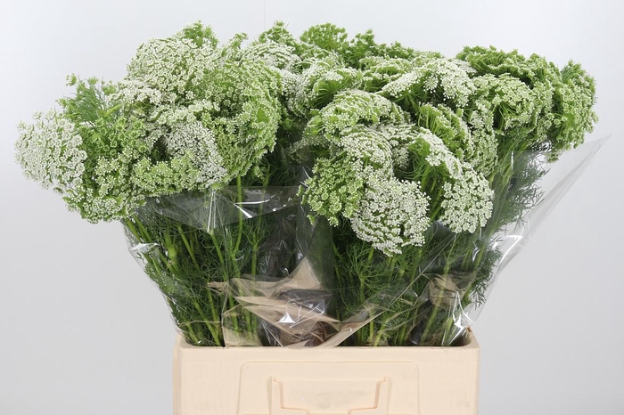 <h4>Ammi Visnaga</h4>