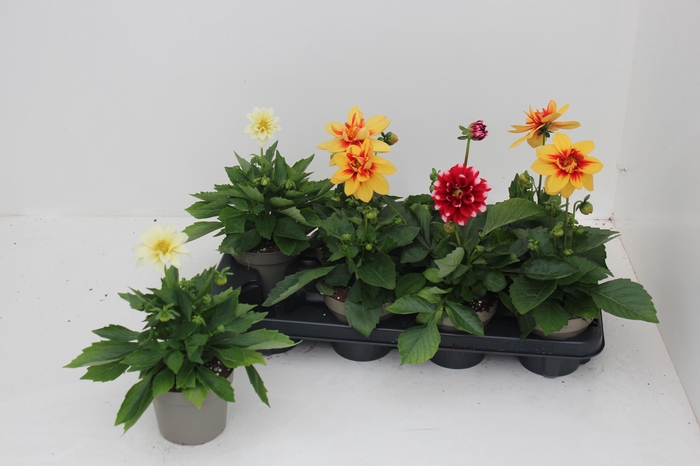 <h4>DAHL L ME GEM</h4>