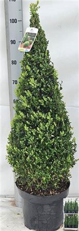 <h4>Buxu Se Pyramidalis</h4>