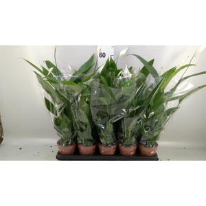 SPATHIPHYLLUM  'ALANA'  3+