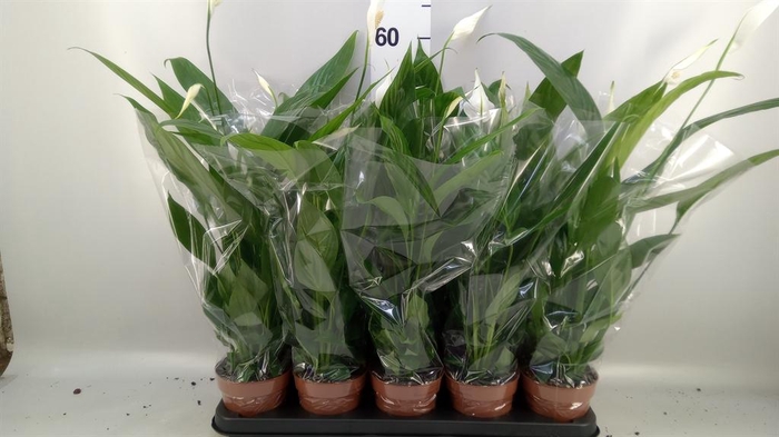 <h4>SPATHIPHYLLUM 'ALANA' 3+</h4>