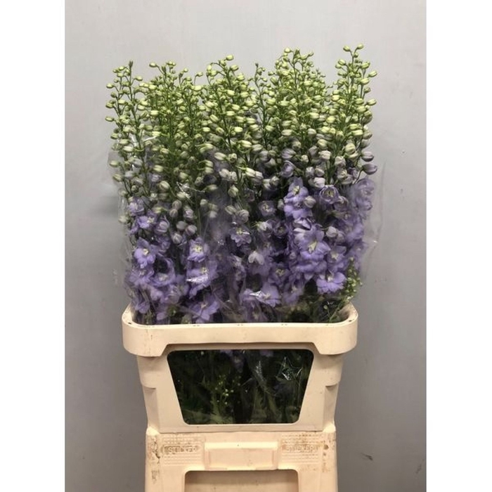 <h4>Delphinium Impressive</h4>