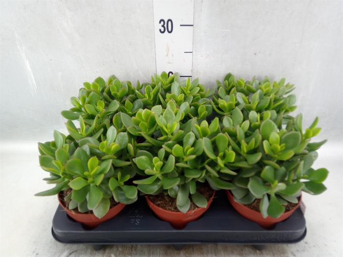 <h4>Crassula  'Hulk'</h4>