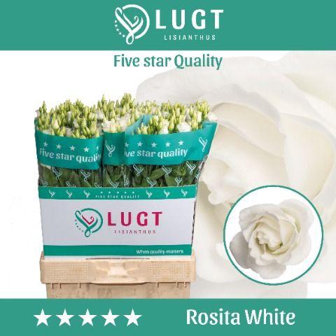 <h4>Lisianthus Rosita White</h4>