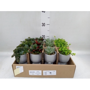 Arr.   Kamerplant Groen L%