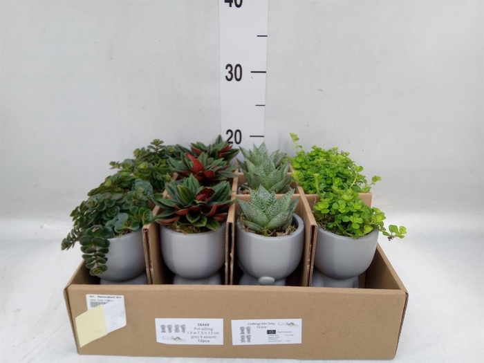 <h4>Arr. Kamerplant Groen L%</h4>