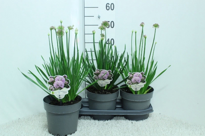 <h4>Allium   ...</h4>