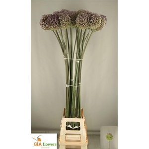 Allium Summer Drumme Xxl