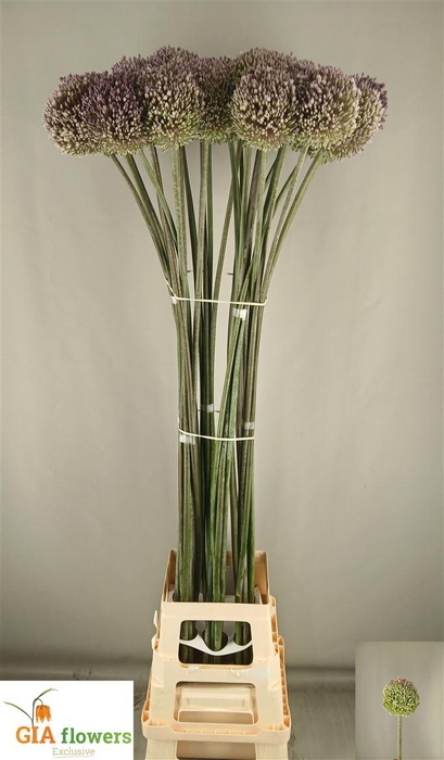 <h4>Allium Summer Drumme Xxl</h4>
