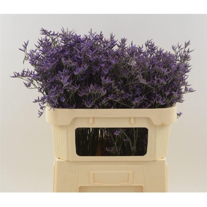 LIMONIUM  'SAFORA DARK BLUE'