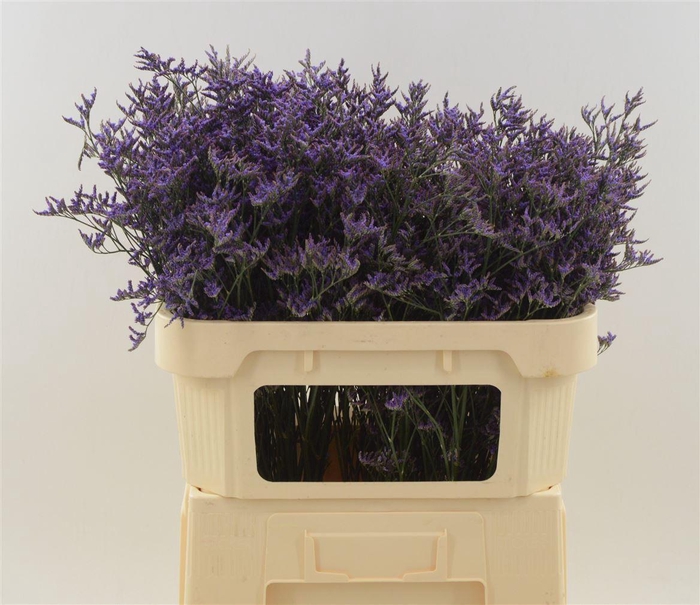 <h4>LIMONIUM  'SAFORA DARK BLUE'</h4>