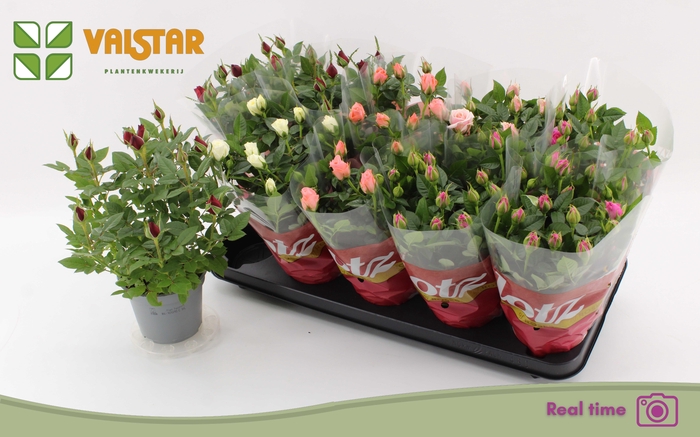 <h4>RO LOTZ OF GEM 5 KL</h4>