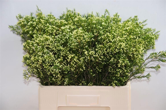 <h4>CHAME UN EVE</h4>