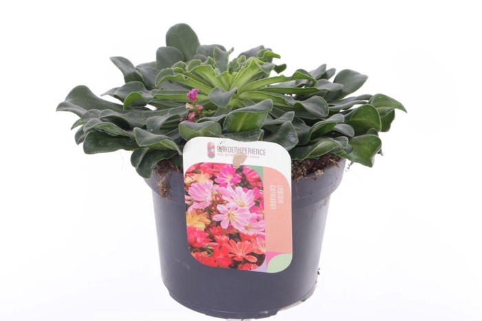 <h4>Lewisia cotyledon</h4>