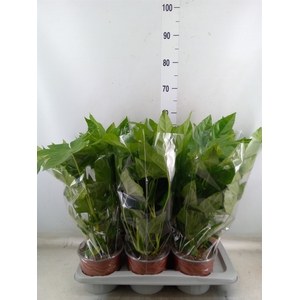 Fatsia japonica   ...