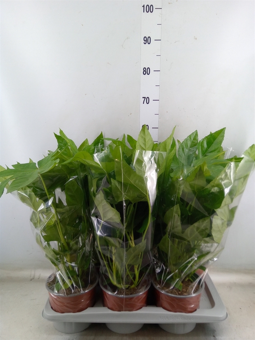 <h4>Fatsia japonica   ...</h4>
