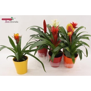 BROMELIA GEM