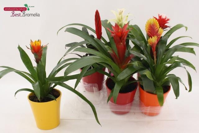 <h4>BROMELIA GEM</h4>