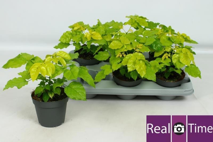 <h4>RADERMACHERA SINICA</h4>