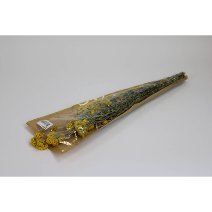 <h4>Sanfordii naturel</h4>