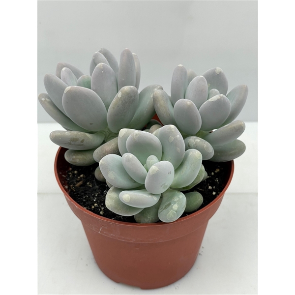 <h4>35 Pachyphytum Oviferum 12 cm</h4>