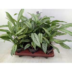 Calathea   ...