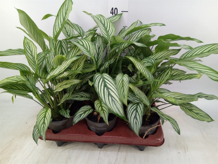 <h4>Calathea   ...</h4>
