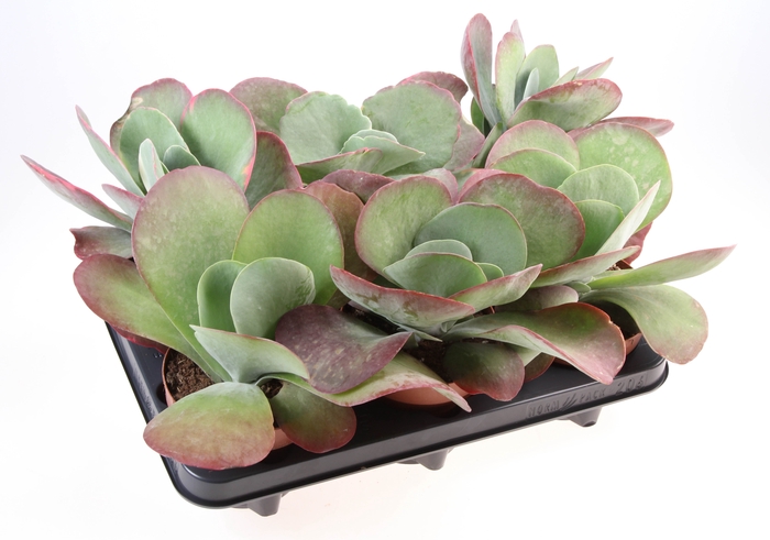 <h4>Kalanchoe Thyrsiflora Red Lips</h4>