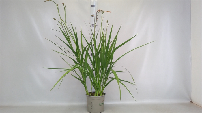 <h4>Crocosmia  'Carmine Brilliant'</h4>