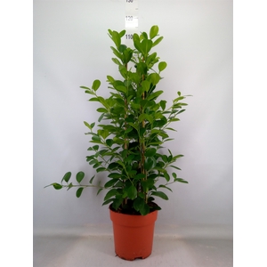 Ficus microcarpa 'Moclame'