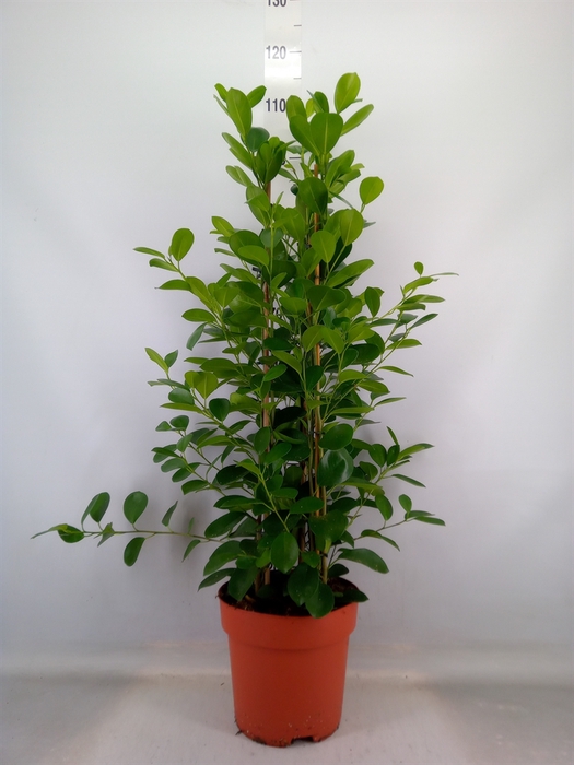 <h4>Ficus microcarpa 'Moclame'</h4>