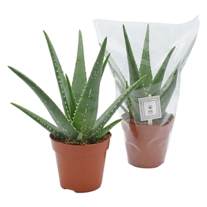 Aloe MEDIVERA® Mistral