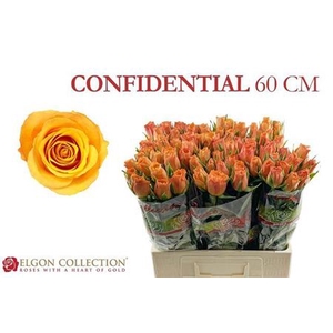 Rosa grootbloemig Confidens