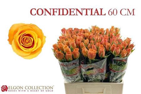 <h4>Rosa grootbloemig Confidens</h4>
