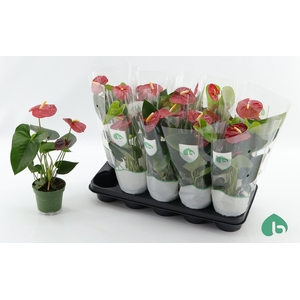 ANTHU AN ROYAL CHAMP