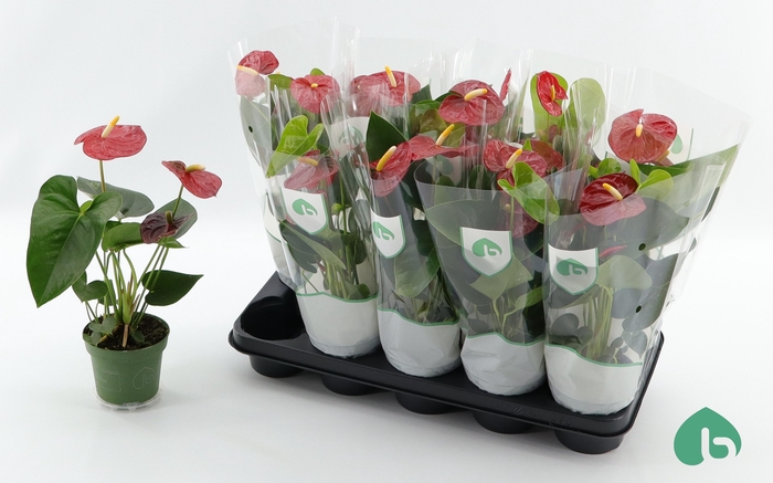 <h4>ANTHU AN ROYAL CHAMP</h4>