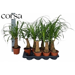 BEAUCARNEA RECUR