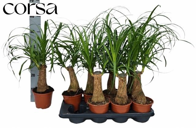 <h4>BEAUCARNEA RECUR</h4>