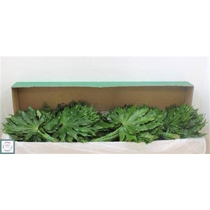 Fatsia Japonica Blad