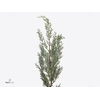 CUPRES AR 'GLAUCA'