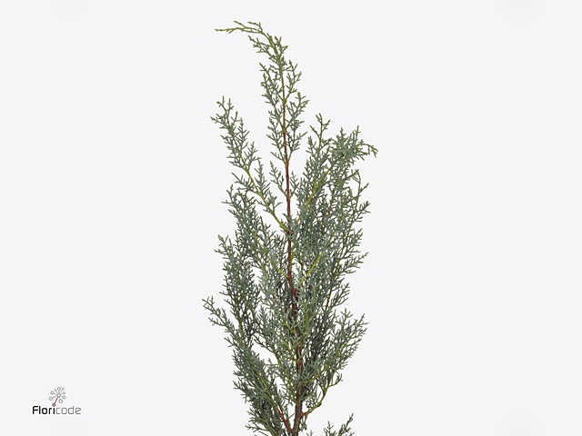 CUPRES AR 'GLAUCA'