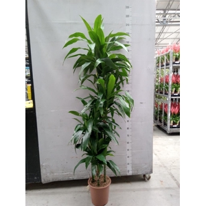 Dracaena frag. 'Janet Craig'