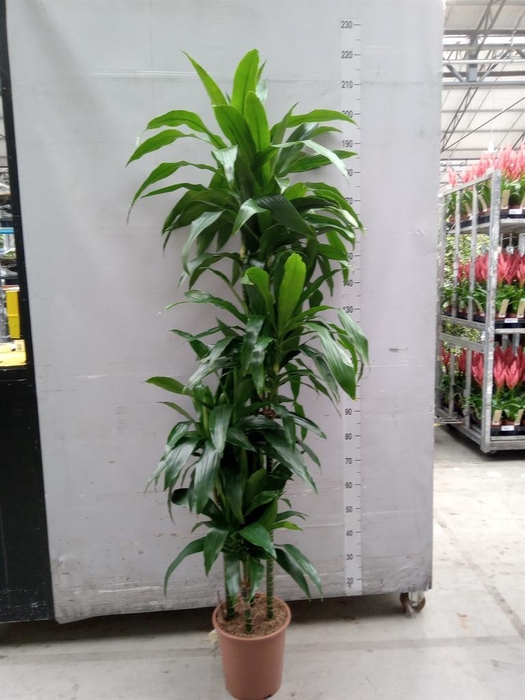 <h4>Dracaena frag. 'Janet Craig'</h4>