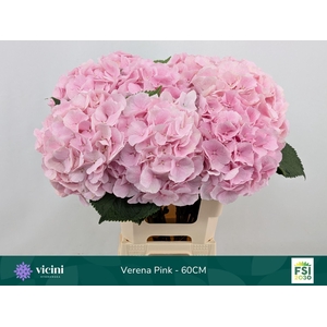 HYDRANGEA  'VERENA'