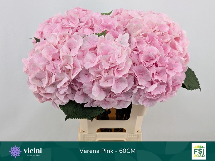 <h4>HYDRANGEA  'VERENA'</h4>