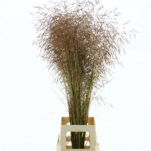 Deschampsia Red Abs