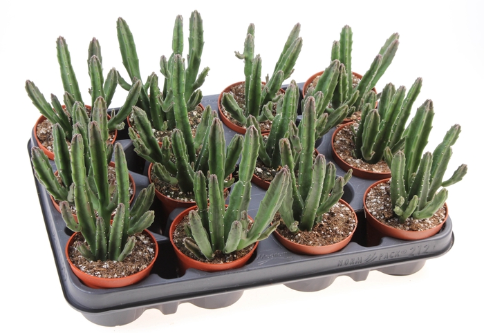 <h4>Stapelia Leendertziae</h4>