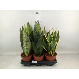 Sansevieria trifa.   ...