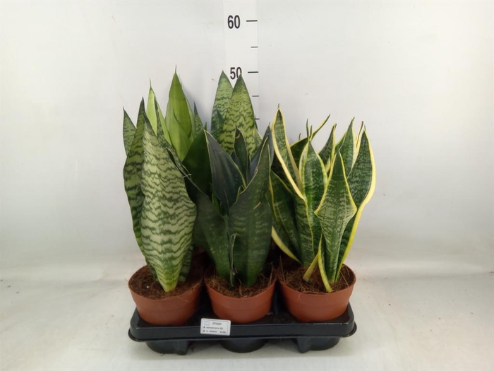 <h4>Sansevieria trifa.   ...</h4>
