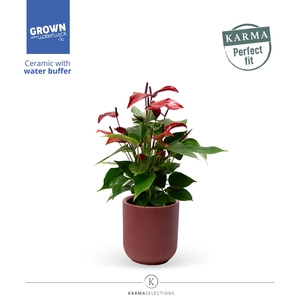 Anthurium - Karma Lava | Atlanta Burgundy | Perfect fit